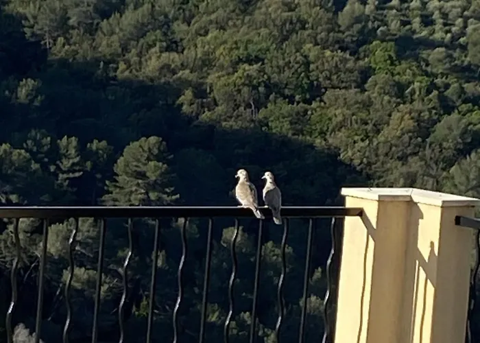 Avec Piscine Chauffee Collines * Nice